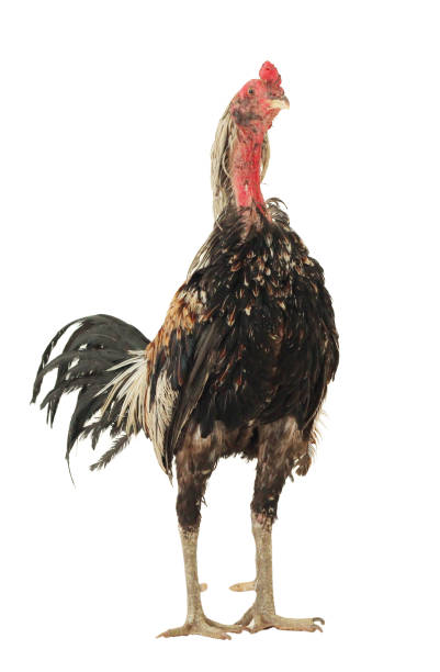 istock brown hen isolated on white, studio shot,chiken 899060940