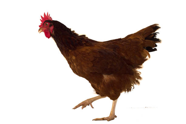 istock brown hen isolated on white, studio shot 899060994