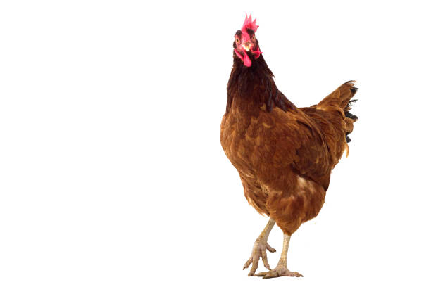 istock brown hen isolated on white, studio shot 899061250