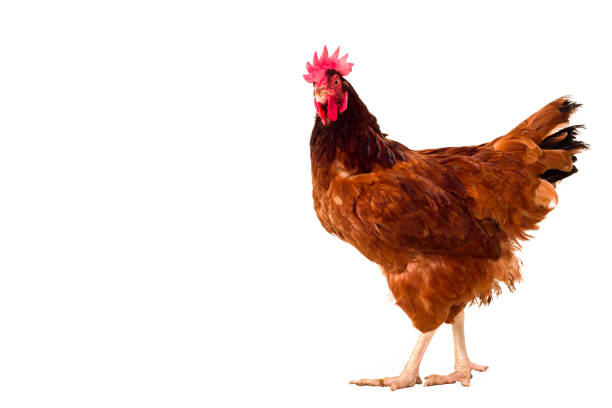 istock brown hen isolated on white,Chicken walking copy space 899061348