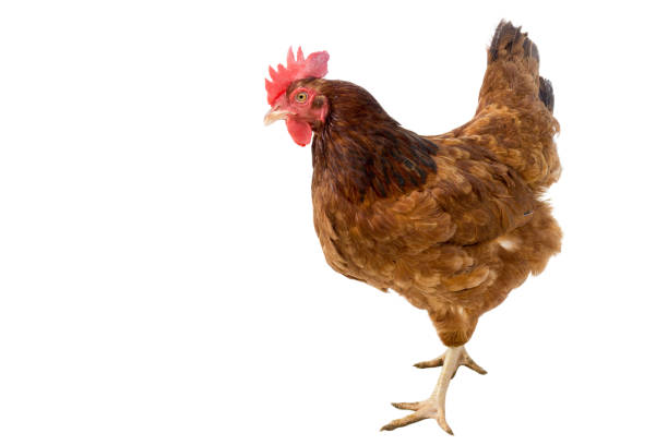 istock brown hen isolated on white,Chicken walking,clipping path. 899061372