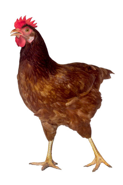 istock Isolated brown hen with egg in the studio 899061398