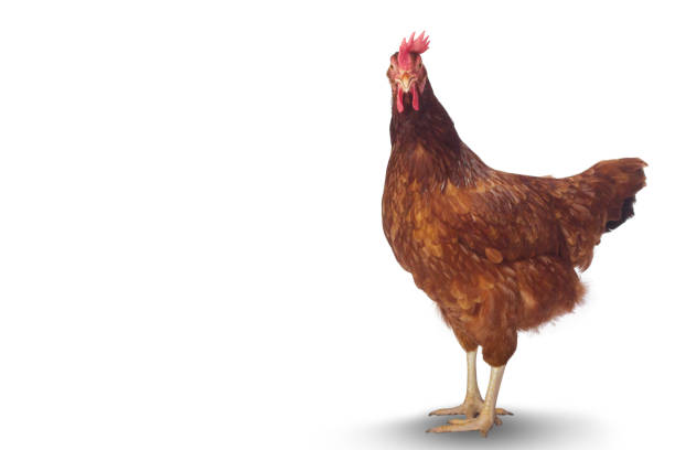istock Isolated brown hen with egg in the studio 899061510