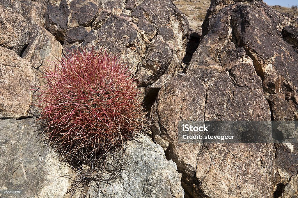 Кактус Барреля, Mojave Пустыня - Стоковые фото Без людей роялти-фри