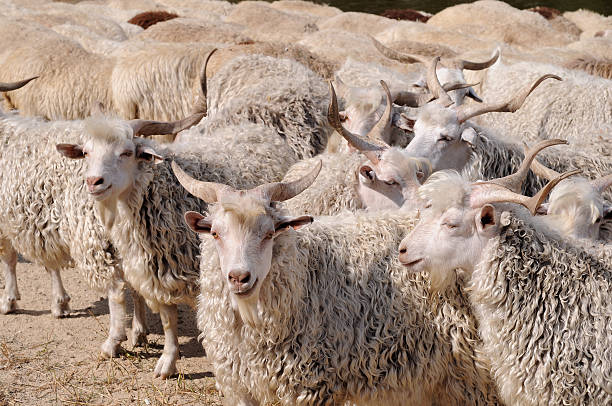 Angora goat flock stock photo