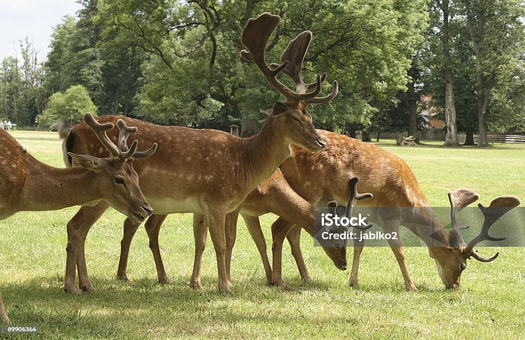 Fallow deers - Foto stock royalty-free di Albero