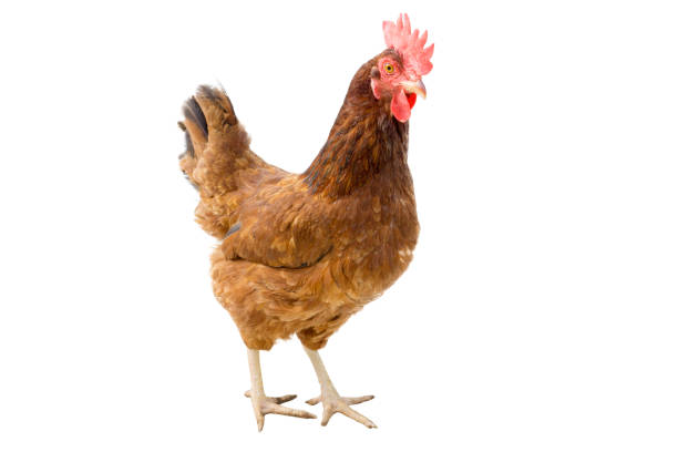 istock brown hen isolated on white, copy space,clipping path 899063916