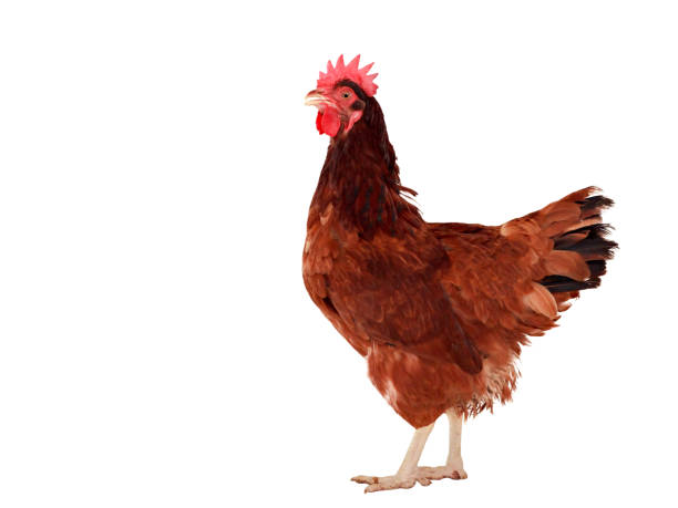 istock brown hen isolated on white, studio shot 899063926