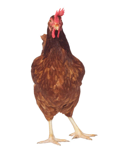 istock Isolated brown hen with egg in the studio 899063958