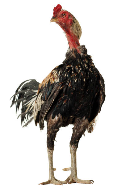 istock brown hen isolated on white, studio shot,chiken 899063986