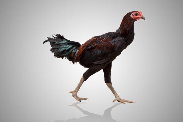 istock black hen walking isolated on white, studio shot,chicken,clipping path 899064040