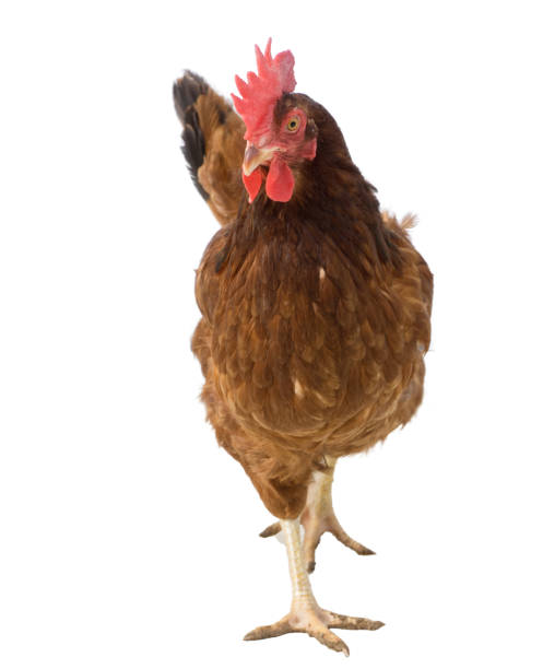 istock brown hen isolated on white,Chicken walking copy space 899064454