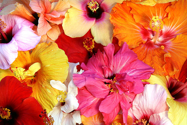 Hibiscus flowers stock photo