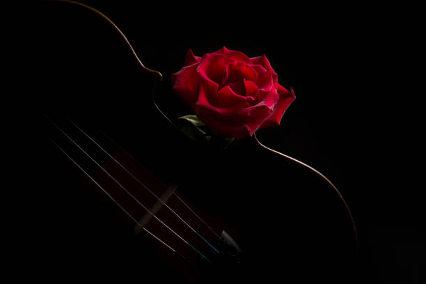 Low key violin and rose flower with soft lighting stock photo