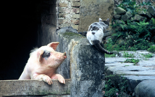 Pig foraging for food on a farm in a pigsty in the UK