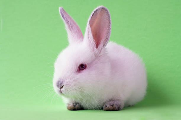 белый bunny - easter remote blue cute стоковые фото и изображения