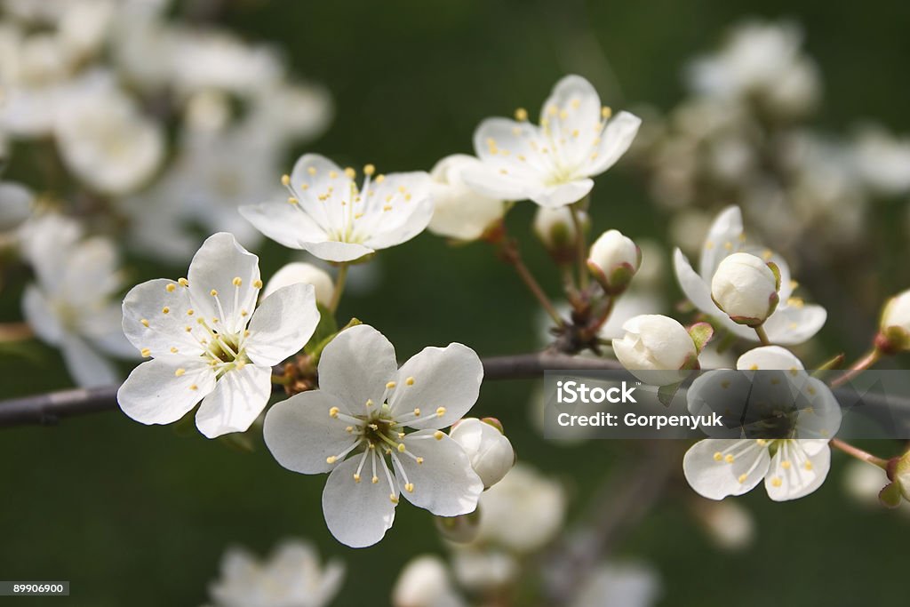桜の花 - カラー画像のロイヤリティフリーストックフォト