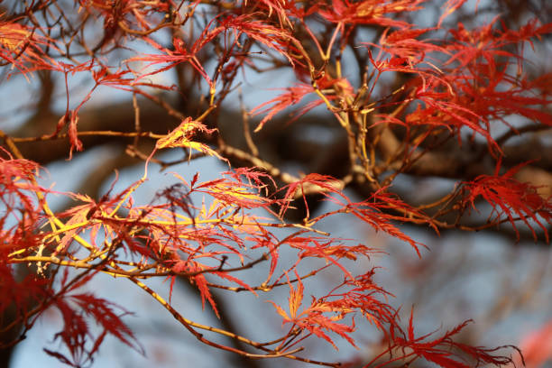 feuille de japonais complet rouge sur la branche d’arbre sur fond de ciel bleu dans le jardin. - vibrant color horizontal japan branch photos et images de collection