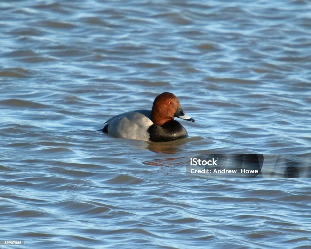 Pochard (Aythya ferina) - Foto stock royalty-free di Acqua