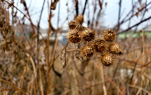 dry seeds burdock in late autumn on blurred nature background
