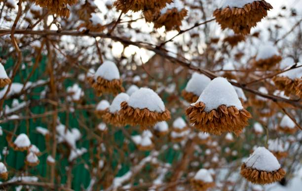 istock dry seeds on a Bush covered with snow 899070880