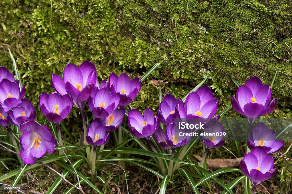 Фиолетовый crocusses против зеленый фон я - �Стоковые фото Без людей роялти-фри