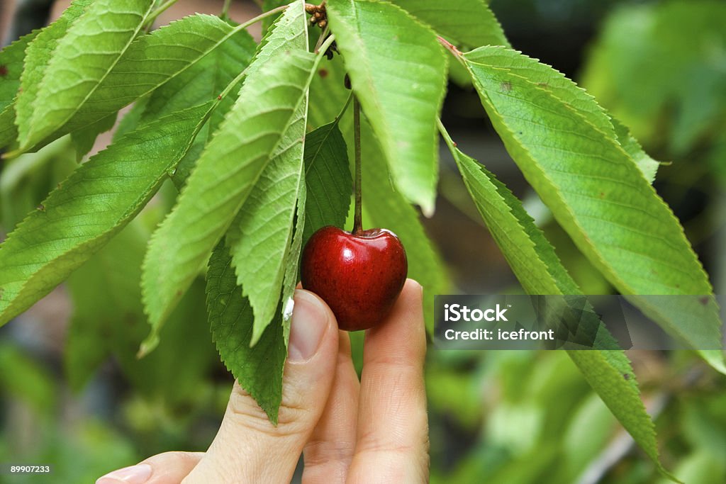 Cherry on the tree  Cherry Stock Photo