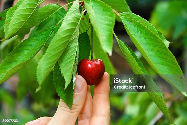 Cherry On The Tree Stock Photo - Download Image Now - Cherry, Color Image, Extreme Close-Up