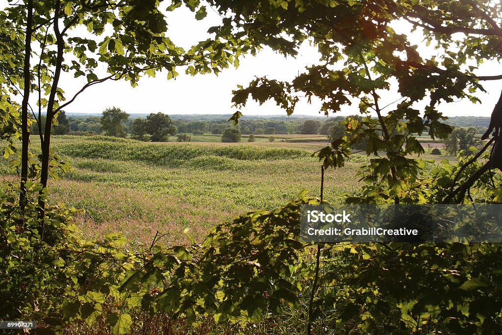 Rolling Michigan Farmland: Fields framed by grape vines  Agricultural Field Stock Photo