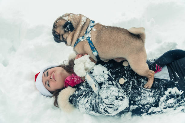 istock Pug. Dog in the Santa Claus hat 899075106