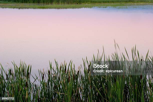 Foto de Pântano Reflexos e mais fotos de stock de Beleza - Beleza, Beleza natural - Natureza, Caniço