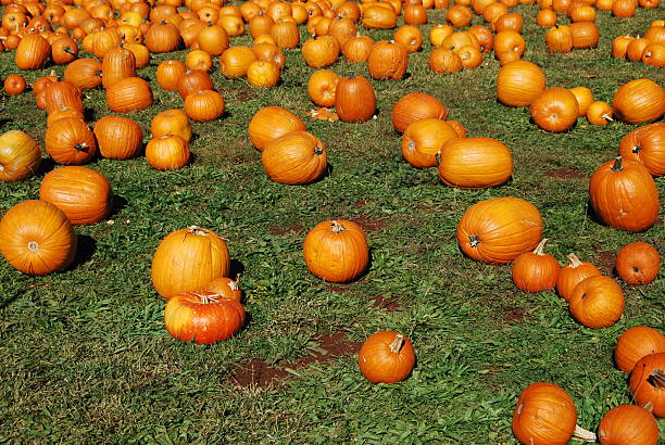 istock Pumpkins in the Field 89907730