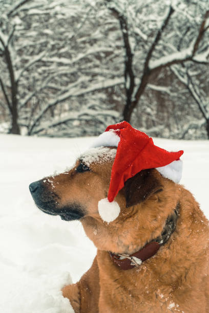 istock Dog in the Santa Claus hat 899077656