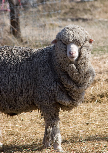 istock New Zealand Sheep with Winter Coat 89907784