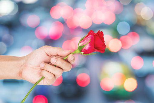 Hand holding rose flower, Pink Bokeh light background. Valentines present