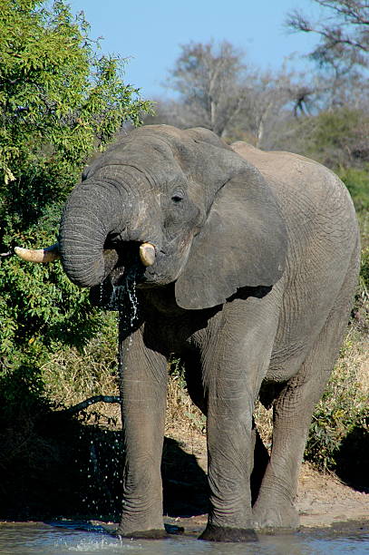 Cтоковое фото Бар Elephant