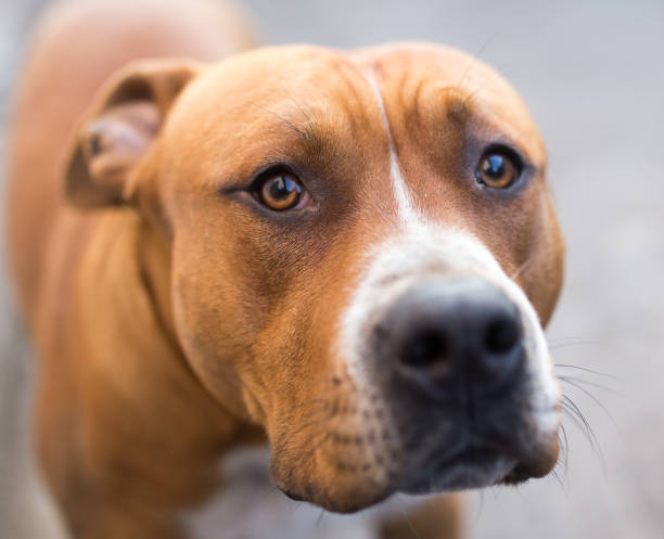 istock portrait of a pit bull dog 899086090