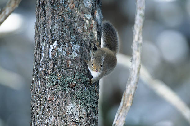 Squirrel Risu 30+ Risu Stock Photos, Pictures & Royalty-Free Images - iStock