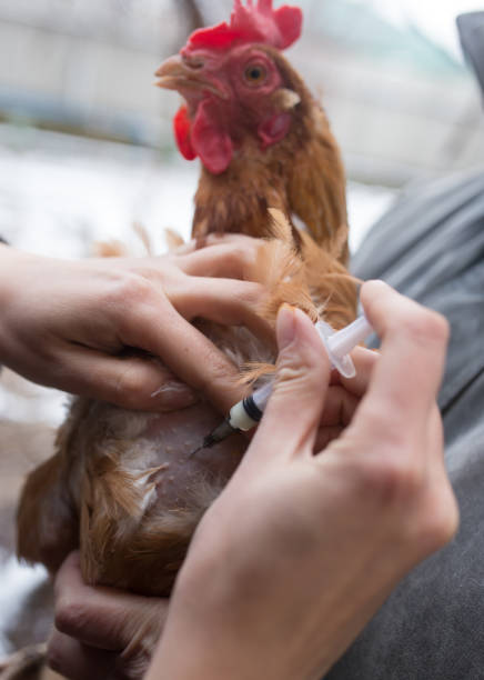 istock Veterinarian makes injection chicken farm 899086802