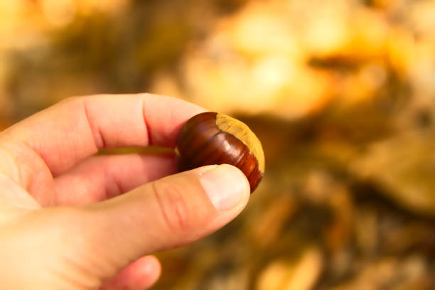 Hand Holding a Chestnut Fruit