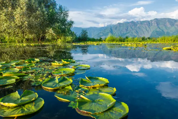 Waterflowers on Dal Lake, Srinagar, Kashmir, India. The lake covers an area of 18 square kilometers and is integral to tourism and recreation in Kashmir and is named the 'Jewel in the crown of Kashmir'. Most important for the tourism industry are the famous wooden houseboats on the lakes which are serving as key accomodation for visitors.