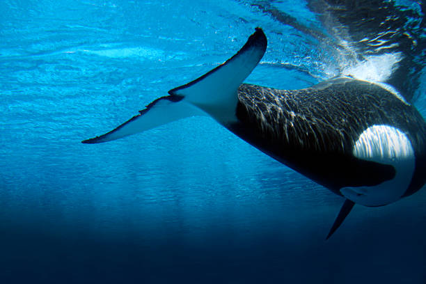 Killer whale underwater  orca underwater stock pictures, royalty-free photos & images