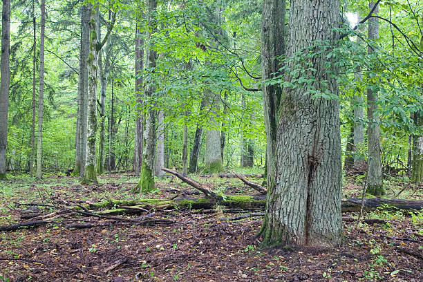 istock Landscape reserve in the  Bialowieza Forest 89908998