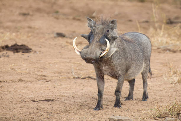 istock Single old Warthog walking to a waterhole to drink 899090594