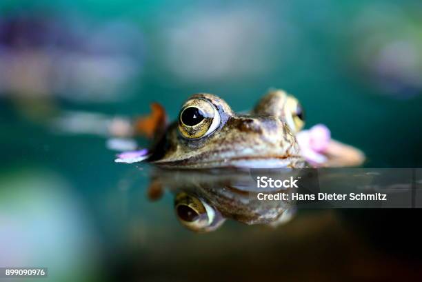 Photo libre de droit de Nahaufnahmen Von Reptilien Dans Der Freien Natur banque d'images et plus d'images libres de droit de Grenouille - Grenouille, Eau, Étang