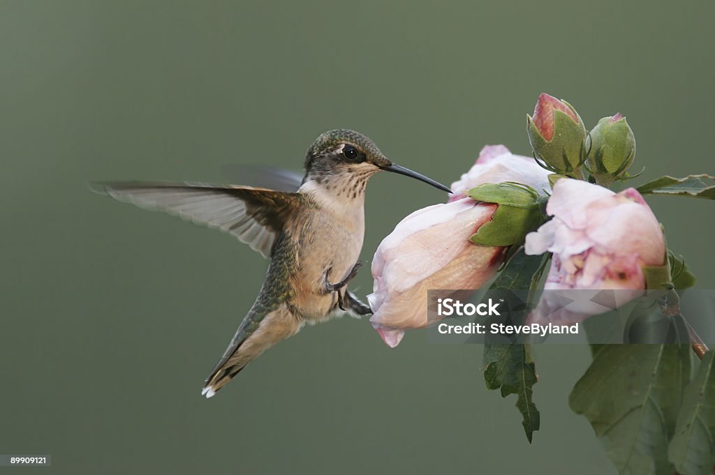 Głodny Ruby-throated Hummingbird - Zbiór zdjęć royalty-free (Bez ludzi)