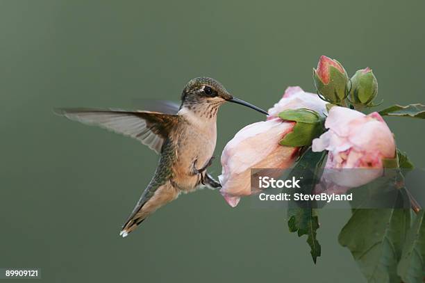 Głodny Rubythroated Hummingbird - zdjęcia stockowe i więcej obrazów Bez ludzi - Bez ludzi, Dzikie zwierzęta, Fotografika