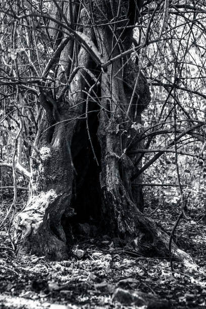 istock Close up of  a hollow of tree. 899091430