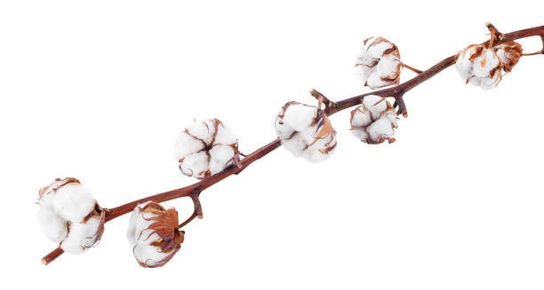 istock branch of cotton 899091706