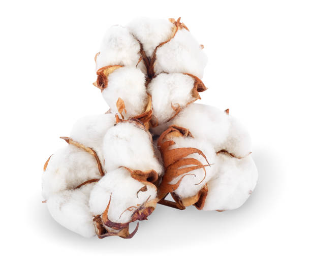 istock three cotton plant flowers 899091794